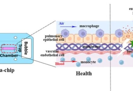 芯片上的 “迷你器官”：艾玮得类器官芯片，重构生命科学研究新范式_组织芯片网