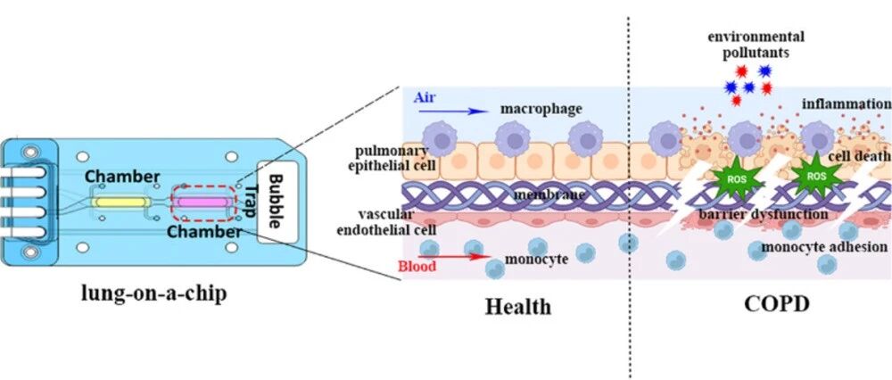 芯片上的 “迷你器官”：艾玮得类器官芯片，重构生命科学研究新范式_组织芯片网